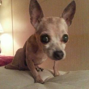 Meet your Posher, Paul